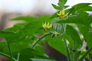 Domates çiçeği. Organik bir bahçede sarı domates çiçekleri. Çiçek açma aşamasında domates bitkisi. Sebze çiçeği..