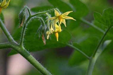 Domates çiçeği. Organik bir bahçede sarı domates çiçekleri. Çiçek açma aşamasında domates bitkisi. Sebze çiçeği..