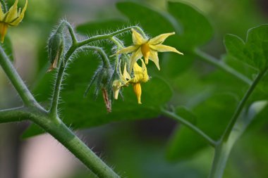 Domates çiçeği. Organik bir bahçede sarı domates çiçekleri. Çiçek açma aşamasında domates bitkisi. Sebze çiçeği..