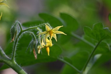 Domates çiçeği. Organik bir bahçede sarı domates çiçekleri. Çiçek açma aşamasında domates bitkisi. Sebze çiçeği..
