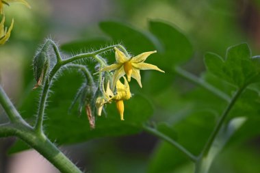 Domates çiçeği. Organik bir bahçede sarı domates çiçekleri. Çiçek açma aşamasında domates bitkisi. Sebze çiçeği..