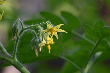 Domates çiçeği. Organik bir bahçede sarı domates çiçekleri. Çiçek açma aşamasında domates bitkisi. Sebze çiçeği..