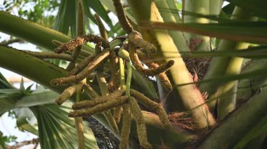 Borassus flabellifer çiçeği. Avuç içi, palmiye, tala ağacı, hurma ağacı, tomurcuk palmiyesi, iyon palmiyesi, şarap palmiyesi, Asya palmiyesi antraması.