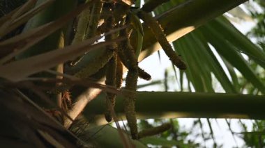 Borassus flabellifer çiçeği. Avuç içi, palmiye, tala ağacı, hurma ağacı, tomurcuk palmiyesi, iyon palmiyesi, şarap palmiyesi, Asya palmiyesi antraması.
