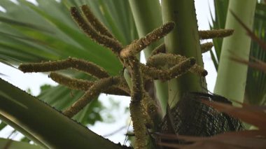 Borassus flabellifer çiçeği. Avuç içi, palmiye, tala ağacı, hurma ağacı, tomurcuk palmiyesi, iyon palmiyesi, şarap palmiyesi, Asya palmiyesi antraması.