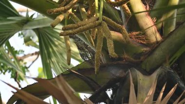 Borassus flabellifer çiçeği. Avuç içi, palmiye, tala ağacı, hurma ağacı, tomurcuk palmiyesi, iyon palmiyesi, şarap palmiyesi, Asya palmiyesi antraması.