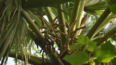 Borassus flabellifer çiçeği. Avuç içi, palmiye, tala ağacı, hurma ağacı, tomurcuk palmiyesi, iyon palmiyesi, şarap palmiyesi, Asya palmiyesi antraması.