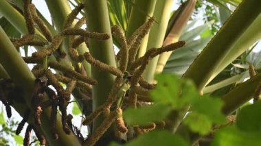 Borassus flabellifer çiçeği. Avuç içi, palmiye, tala ağacı, hurma ağacı, tomurcuk palmiyesi, iyon palmiyesi, şarap palmiyesi, Asya palmiyesi antraması.