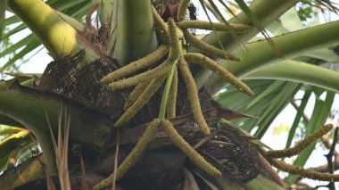 Borassus flabellifer çiçeği. Avuç içi, palmiye, tala ağacı, hurma ağacı, tomurcuk palmiyesi, iyon palmiyesi, şarap palmiyesi, Asya palmiyesi antraması.