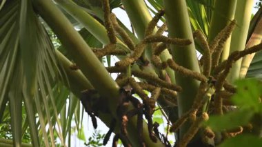 Borassus flabellifer çiçeği. Avuç içi, palmiye, tala ağacı, hurma ağacı, tomurcuk palmiyesi, iyon palmiyesi, şarap palmiyesi, Asya palmiyesi antraması.