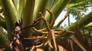Borassus flabellifer çiçeği. Avuç içi, palmiye, tala ağacı, hurma ağacı, tomurcuk palmiyesi, iyon palmiyesi, şarap palmiyesi, Asya palmiyesi antraması.