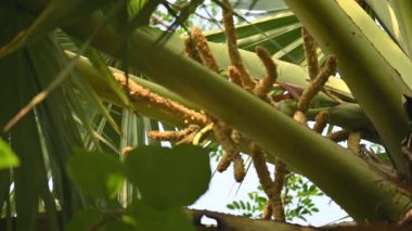 Borassus flabellifer çiçeği. Avuç içi, palmiye, tala ağacı, hurma ağacı, tomurcuk palmiyesi, iyon palmiyesi, şarap palmiyesi, Asya palmiyesi antraması.