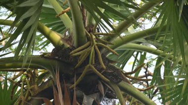 Borassus flabellifer çiçeği. Avuç içi, palmiye, tala ağacı, hurma ağacı, tomurcuk palmiyesi, iyon palmiyesi, şarap palmiyesi, Asya palmiyesi antraması.