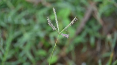 Cynodon Dactylon çim çiçeği. Diğer isimleri Bermuda, Dhoob, durva, ethana, dubo, köpek dişi çimi, Bahama çimi, şeytan çimi, kanepe otu, Indiandoab, arugampul, grama, tel çim.