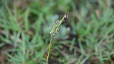 Cynodon Dactylon çim çiçeği. Diğer isimleri Bermuda, Dhoob, durva, ethana, dubo, köpek dişi çimi, Bahama çimi, şeytan çimi, kanepe otu, Indiandoab, arugampul, grama, tel çim.