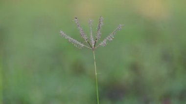 Cynodon Dactylon çim çiçeği. Diğer isimleri Bermuda, Dhoob, durva, ethana, dubo, köpek dişi çimi, Bahama çimi, şeytan çimi, kanepe otu, Indiandoab, arugampul, grama, tel çim.