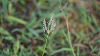 Cynodon Dactylon çim çiçeği. Diğer isimleri Bermuda, Dhoob, durva, ethana, dubo, köpek dişi çimi, Bahama çimi, şeytan çimi, kanepe otu, Indiandoab, arugampul, grama, tel çim.