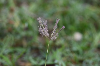 Cynodon Dactylon çim çiçeği. Diğer isimleri Bermuda, Dhoob, durva, ethana, dubo, köpek dişi çimi, Bahama çimi, şeytan çimi, kanepe otu, Indiandoab, arugampul, grama, tel çim.