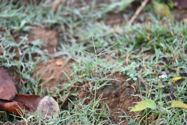 Cynodon Dactylon çim çiçeği. Diğer isimleri Bermuda, Dhoob, durva, ethana, dubo, köpek dişi çimi, Bahama çimi, şeytan çimi, kanepe otu, Indiandoab, arugampul, grama, tel çim.