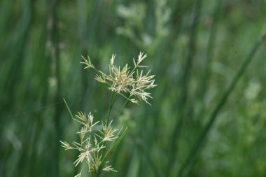 Cyperus rotundus otu. Yaygın isimleri Coco grass, Java grass, nut grass, Purple nut sedge, Mor nutsedge, Red nutsedge ve Khmerkravanh check grass. Bu bir sedgedgeCyperaceae türü.. 