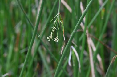 Cyperus rotundus otu. Yaygın isimleri Coco grass, Java grass, nut grass, Purple nut sedge, Mor nutsedge, Red nutsedge ve Khmerkravanh check grass. Bu bir sedgedgeCyperaceae türü.. 