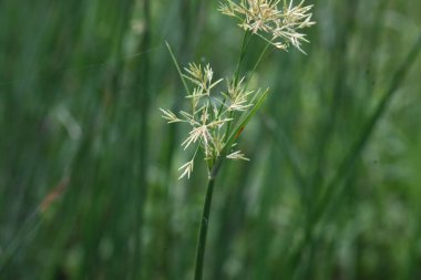 Cyperus rotundus otu. Yaygın isimleri Coco grass, Java grass, nut grass, Purple nut sedge, Mor nutsedge, Red nutsedge ve Khmerkravanh check grass. Bu bir sedgedgeCyperaceae türü.. 