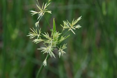 Cyperus rotundus otu. Yaygın isimleri Coco grass, Java grass, nut grass, Purple nut sedge, Mor nutsedge, Red nutsedge ve Khmerkravanh check grass. Bu bir sedgedgeCyperaceae türü.. 