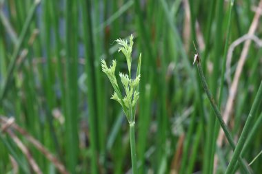 Cyperus rotundus otu. Yaygın isimleri Coco grass, Java grass, nut grass, Purple nut sedge, Mor nutsedge, Red nutsedge ve Khmerkravanh check grass. Bu bir sedgedgeCyperaceae türü.. 