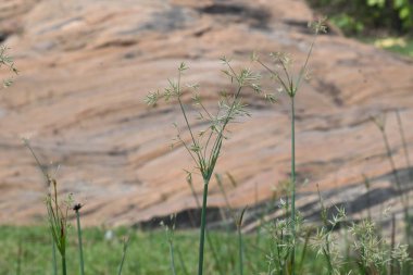 Cyperus rotundus otu. Yaygın isimleri Coco grass, Java grass, nut grass, Purple nut sedge, Mor nutsedge, Red nutsedge ve Khmerkravanh check grass. Bu bir sedgedgeCyperaceae türü.. 
