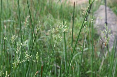 Cyperus rotundus otu. Yaygın isimleri Coco grass, Java grass, nut grass, Purple nut sedge, Mor nutsedge, Red nutsedge ve Khmerkravanh check grass. Bu bir sedgedgeCyperaceae türü.. 