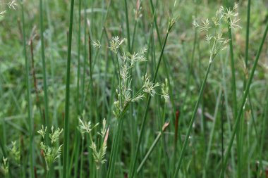 Cyperus rotundus otu. Yaygın isimleri Coco grass, Java grass, nut grass, Purple nut sedge, Mor nutsedge, Red nutsedge ve Khmerkravanh check grass. Bu bir sedgedgeCyperaceae türü.. 