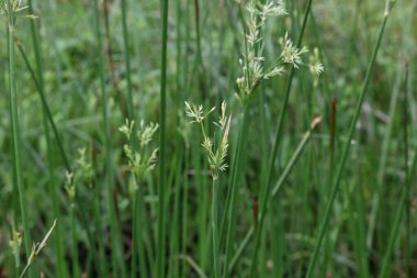 Cyperus rotundus otu. Yaygın isimleri Coco grass, Java grass, nut grass, Purple nut sedge, Mor nutsedge, Red nutsedge ve Khmerkravanh check grass. Bu bir sedgedgeCyperaceae türü.. 