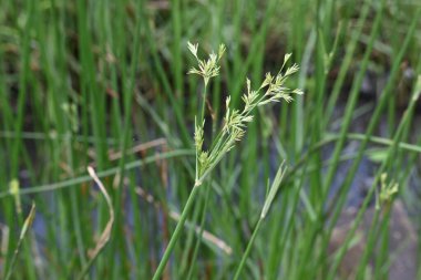 Cyperus rotundus otu. Yaygın isimleri Coco grass, Java grass, nut grass, Purple nut sedge, Mor nutsedge, Red nutsedge ve Khmerkravanh check grass. Bu bir sedgedgeCyperaceae türü.. 