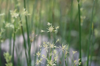 Cyperus rotundus otu. Yaygın isimleri Coco grass, Java grass, nut grass, Purple nut sedge, Mor nutsedge, Red nutsedge ve Khmerkravanh check grass. Bu bir sedgedgeCyperaceae türü.. 