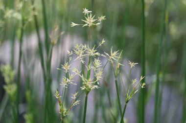 Cyperus rotundus otu. Yaygın isimleri Coco grass, Java grass, nut grass, Purple nut sedge, Mor nutsedge, Red nutsedge ve Khmerkravanh check grass. Bu bir sedgedgeCyperaceae türü.. 