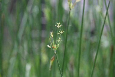 Cyperus rotundus otu. Yaygın isimleri Coco grass, Java grass, nut grass, Purple nut sedge, Mor nutsedge, Red nutsedge ve Khmerkravanh check grass. Bu bir sedgedgeCyperaceae türü.. 