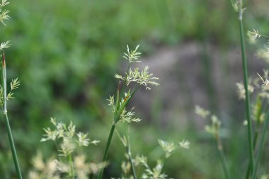 Cyperus rotundus otu. Yaygın isimleri Coco grass, Java grass, nut grass, Purple nut sedge, Mor nutsedge, Red nutsedge ve Khmerkravanh check grass. Bu bir sedgedgeCyperaceae türü.. 