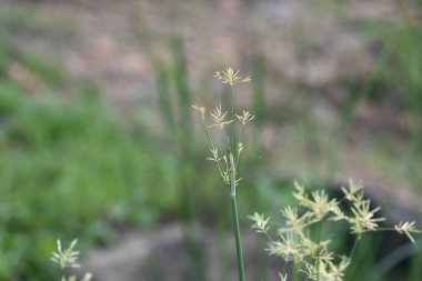 Cyperus rotundus otu. Yaygın isimleri Coco grass, Java grass, nut grass, Purple nut sedge, Mor nutsedge, Red nutsedge ve Khmerkravanh check grass. Bu bir sedgedgeCyperaceae türü.. 