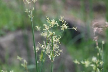 Cyperus rotundus otu. Yaygın isimleri Coco grass, Java grass, nut grass, Purple nut sedge, Mor nutsedge, Red nutsedge ve Khmerkravanh check grass. Bu bir sedgedgeCyperaceae türü.. 