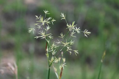 Cyperus rotundus otu. Yaygın isimleri Coco grass, Java grass, nut grass, Purple nut sedge, Mor nutsedge, Red nutsedge ve Khmerkravanh check grass. Bu bir sedgedgeCyperaceae türü.. 