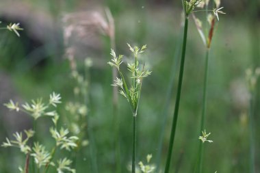 Cyperus rotundus otu. Yaygın isimleri Coco grass, Java grass, nut grass, Purple nut sedge, Mor nutsedge, Red nutsedge ve Khmerkravanh check grass. Bu bir sedgedgeCyperaceae türü.. 