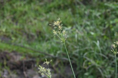 Cyperus rotundus otu. Yaygın isimleri Coco grass, Java grass, nut grass, Purple nut sedge, Mor nutsedge, Red nutsedge ve Khmerkravanh check grass. Bu bir sedgedgeCyperaceae türü.. 