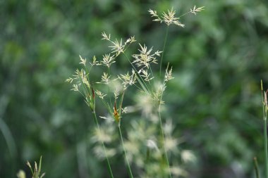 Cyperus rotundus otu. Yaygın isimleri Coco grass, Java grass, nut grass, Purple nut sedge, Mor nutsedge, Red nutsedge ve Khmerkravanh check grass. Bu bir sedgedgeCyperaceae türü.. 