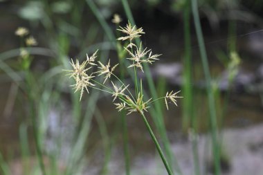 Cyperus rotundus otu. Yaygın isimleri Coco grass, Java grass, nut grass, Purple nut sedge, Mor nutsedge, Red nutsedge ve Khmerkravanh check grass. Bu bir sedgedgeCyperaceae türü.. 