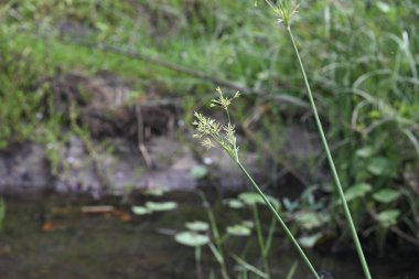 Cyperus rotundus otu. Yaygın isimleri Coco grass, Java grass, nut grass, Purple nut sedge, Mor nutsedge, Red nutsedge ve Khmerkravanh check grass. Bu bir sedgedgeCyperaceae türü.. 
