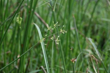 Cyperus rotundus otu. Yaygın isimleri Coco grass, Java grass, nut grass, Purple nut sedge, Mor nutsedge, Red nutsedge ve Khmerkravanh check grass. Bu bir sedgedgeCyperaceae türü.. 
