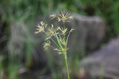 Cyperus rotundus otu. Yaygın isimleri Coco grass, Java grass, nut grass, Purple nut sedge, Mor nutsedge, Red nutsedge ve Khmerkravanh check grass. Bu bir sedgedgeCyperaceae türü.. 
