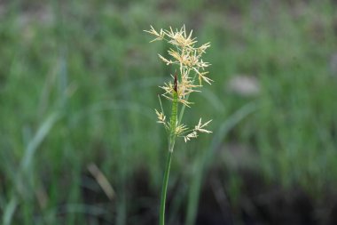 Cyperus rotundus otu. Yaygın isimleri Coco grass, Java grass, nut grass, Purple nut sedge, Mor nutsedge, Red nutsedge ve Khmerkravanh check grass. Bu bir sedgedgeCyperaceae türü.. 