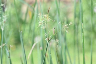 Cyperus rotundus otu. Yaygın isimleri Coco grass, Java grass, nut grass, Purple nut sedge, Mor nutsedge, Red nutsedge ve Khmerkravanh check grass. Bu bir sedgedgeCyperaceae türü.. 