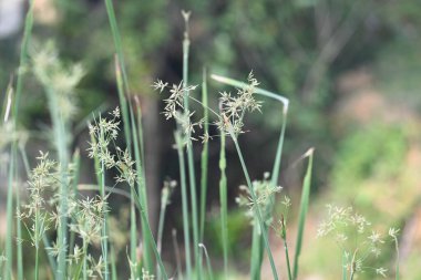 Cyperus rotundus otu. Yaygın isimleri Coco grass, Java grass, nut grass, Purple nut sedge, Mor nutsedge, Red nutsedge ve Khmerkravanh check grass. Bu bir sedgedgeCyperaceae türü.. 